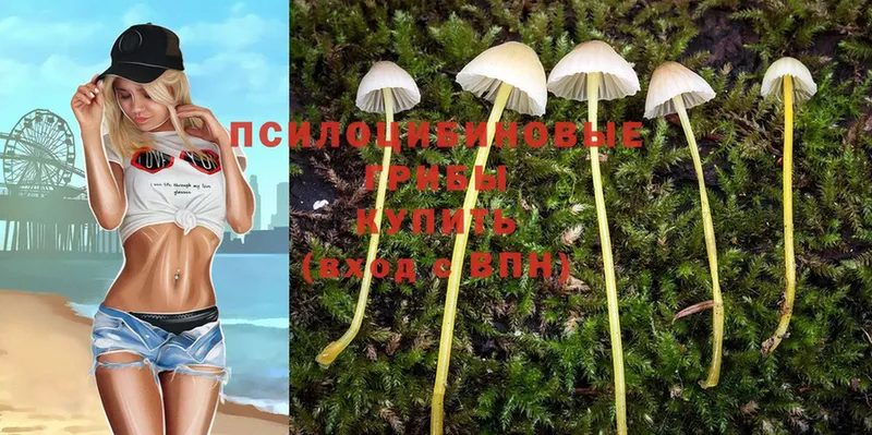 наркота  Володарск  Псилоцибиновые грибы Magic Shrooms 